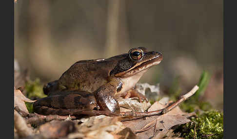 Springfrosch (Rana dalmatina)