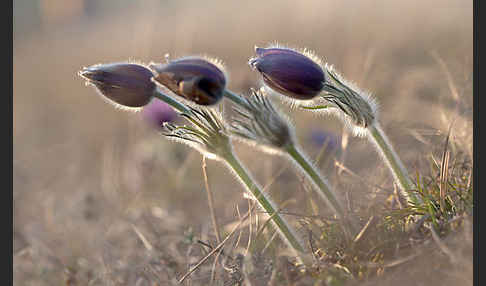 Gemeine Kuhschelle (Pulsatilla vulgaris)