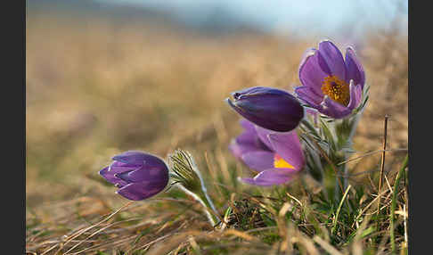 Gemeine Kuhschelle (Pulsatilla vulgaris)