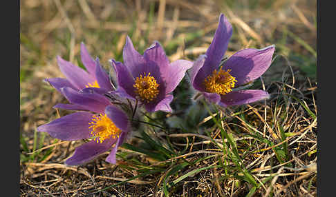 Gemeine Kuhschelle (Pulsatilla vulgaris)