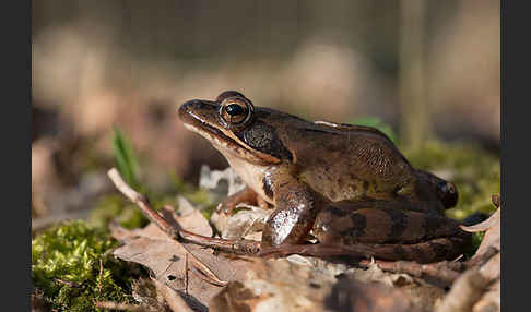 Springfrosch (Rana dalmatina)