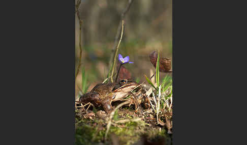 Springfrosch (Rana dalmatina)