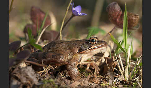 Springfrosch (Rana dalmatina)