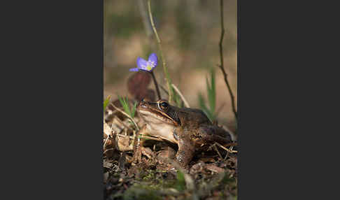 Springfrosch (Rana dalmatina)