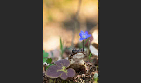 Springfrosch (Rana dalmatina)