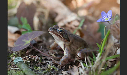 Springfrosch (Rana dalmatina)