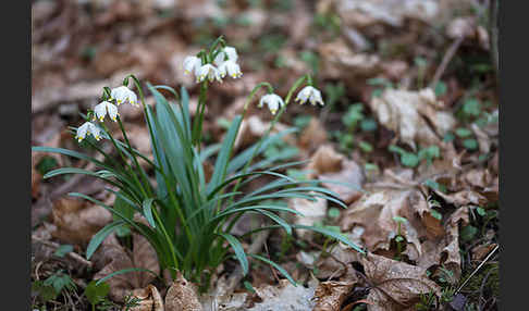 Frühlings-Knotenblume (Leucojum vernum)