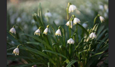 Frühlings-Knotenblume (Leucojum vernum)