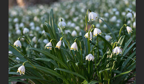 Frühlings-Knotenblume (Leucojum vernum)