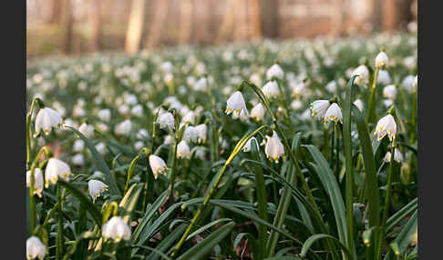 Frühlings-Knotenblume (Leucojum vernum)