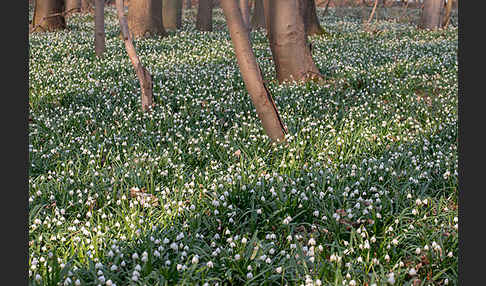 Frühlings-Knotenblume (Leucojum vernum)