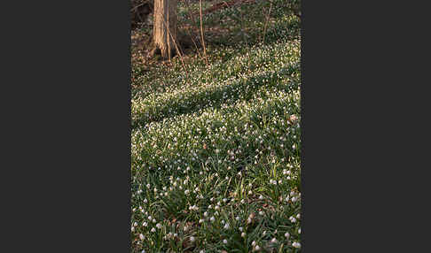 Frühlings-Knotenblume (Leucojum vernum)