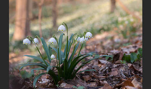 Frühlings-Knotenblume (Leucojum vernum)