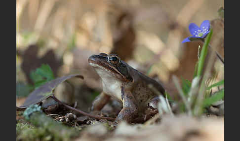 Springfrosch (Rana dalmatina)