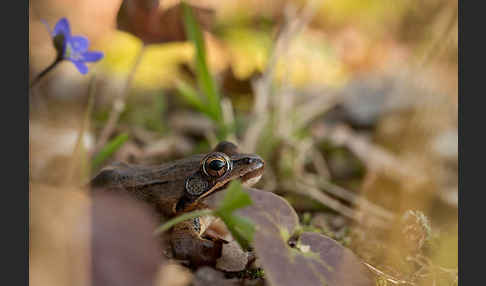 Springfrosch (Rana dalmatina)