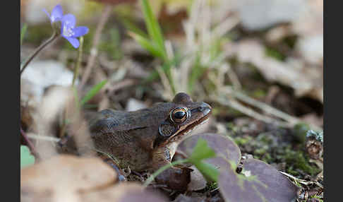 Springfrosch (Rana dalmatina)