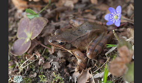 Springfrosch (Rana dalmatina)