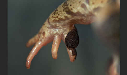 Grasfrosch (Rana temporaria)