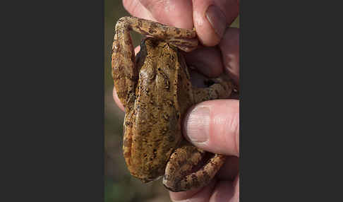 Grasfrosch (Rana temporaria)