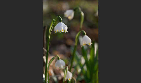 Frühlings-Knotenblume (Leucojum vernum)