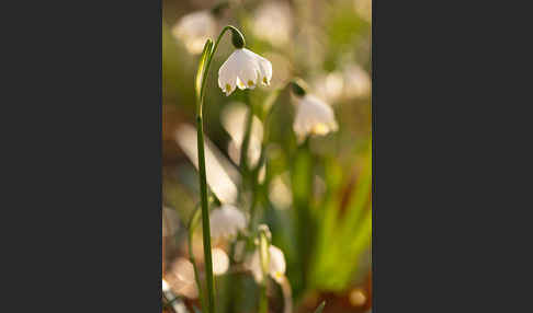 Frühlings-Knotenblume (Leucojum vernum)