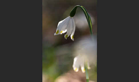 Frühlings-Knotenblume (Leucojum vernum)