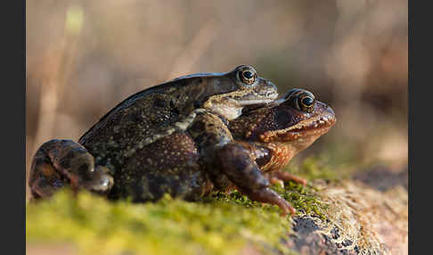 Grasfrosch (Rana temporaria)