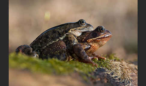 Grasfrosch (Rana temporaria)