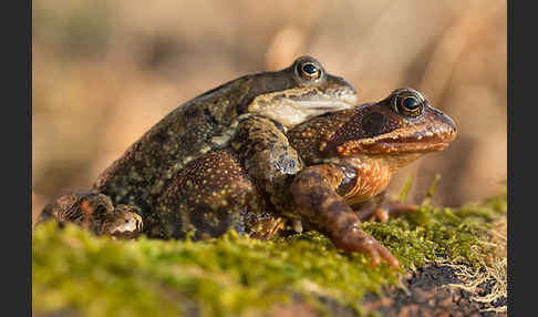 Grasfrosch (Rana temporaria)