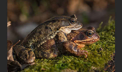 Grasfrosch (Rana temporaria)