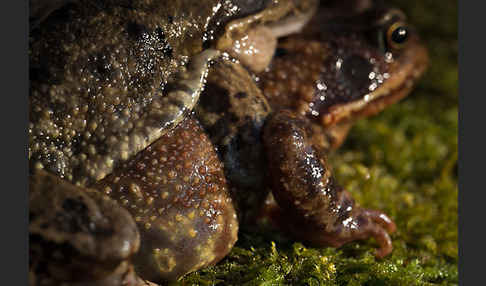 Grasfrosch (Rana temporaria)