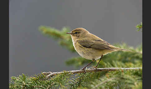 Zilpzalp (Phylloscopus collybita)