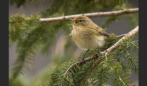 Zilpzalp (Phylloscopus collybita)