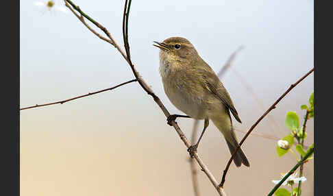 Zilpzalp (Phylloscopus collybita)