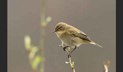 Zilpzalp (Phylloscopus collybita)