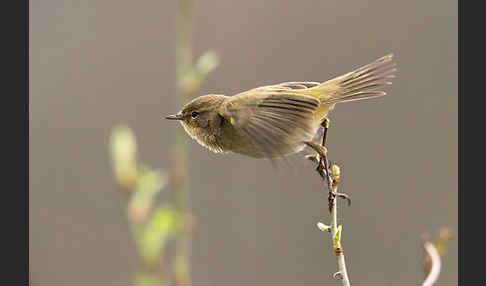 Zilpzalp (Phylloscopus collybita)