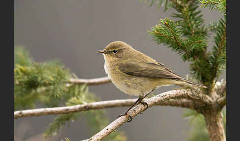 Zilpzalp (Phylloscopus collybita)