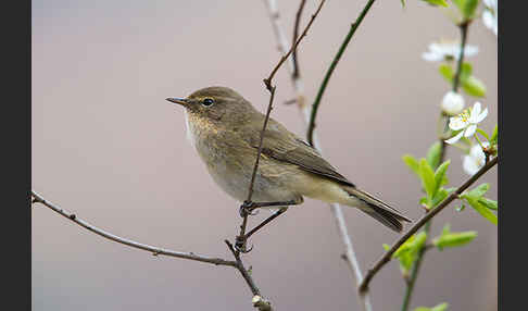 Zilpzalp (Phylloscopus collybita)