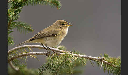 Zilpzalp (Phylloscopus collybita)