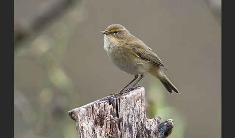 Zilpzalp (Phylloscopus collybita)