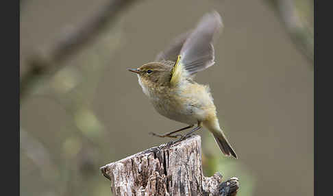 Zilpzalp (Phylloscopus collybita)