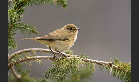 Zilpzalp (Phylloscopus collybita)