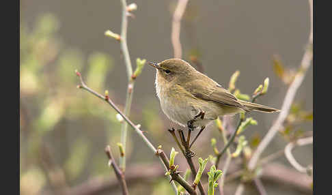 Zilpzalp (Phylloscopus collybita)