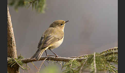 Zilpzalp (Phylloscopus collybita)