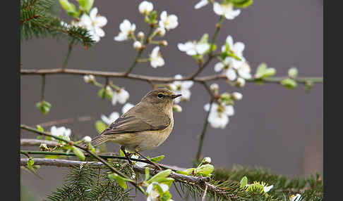 Zilpzalp (Phylloscopus collybita)