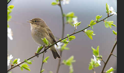 Zilpzalp (Phylloscopus collybita)