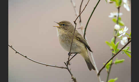 Zilpzalp (Phylloscopus collybita)