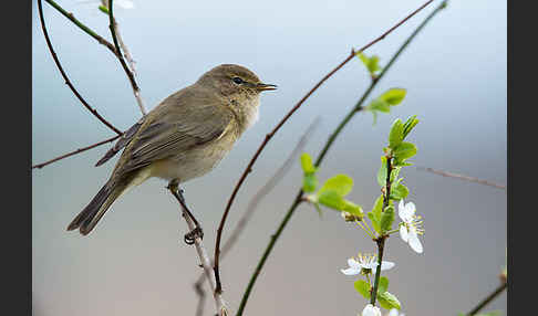 Zilpzalp (Phylloscopus collybita)