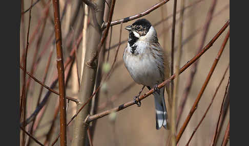 Rohrammer (Emberiza schoeniclus)