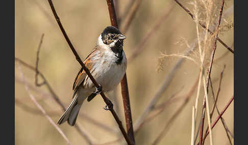 Rohrammer (Emberiza schoeniclus)